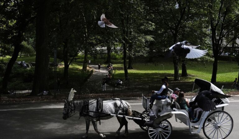 Eric adams apoya la prohibición de carruajes de caballos en