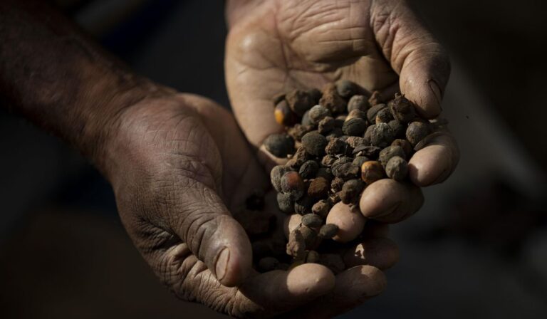 Alivio de tarifas para café y plátanos en camino, anuncia