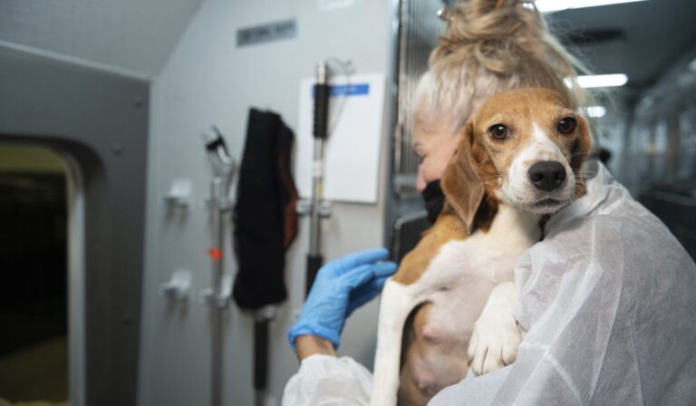 Congreso prohíbe experimentos crueles en perros y gatos